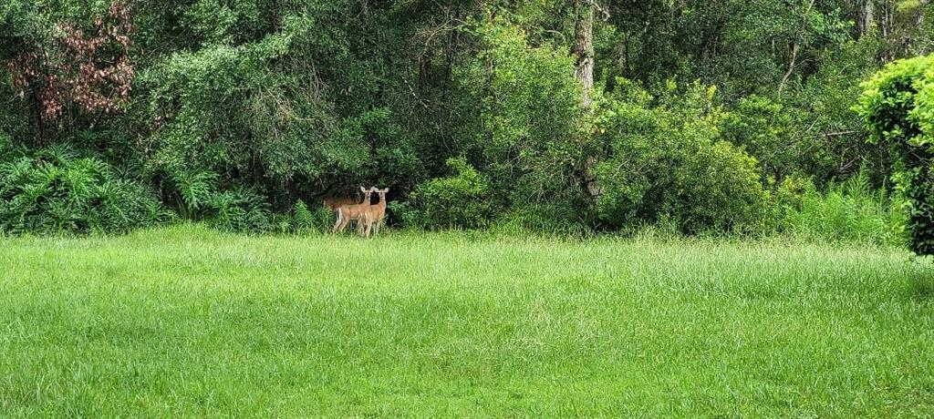 4802 Tea Rose Court Lutz, FL 33558 - Photo 16 of 16