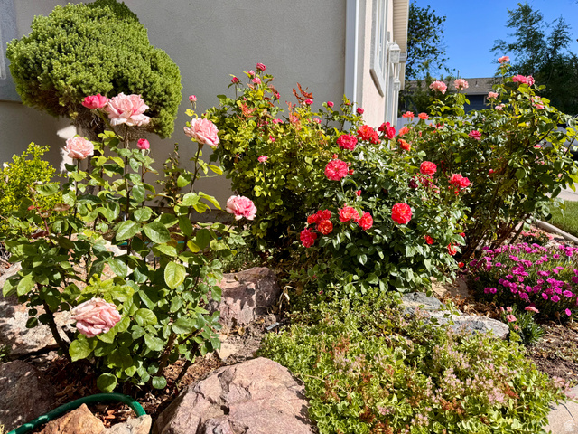 461 Topaz Boulevard, Unit 6 Delta, UT 84624 - Photo 38 of 45 Roses in Front Yard