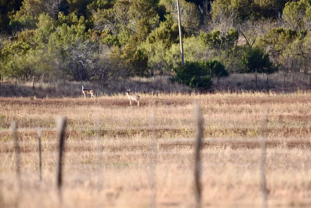$395,000 | 590 Farm To Market Road 1065, Flomot, TX 79234