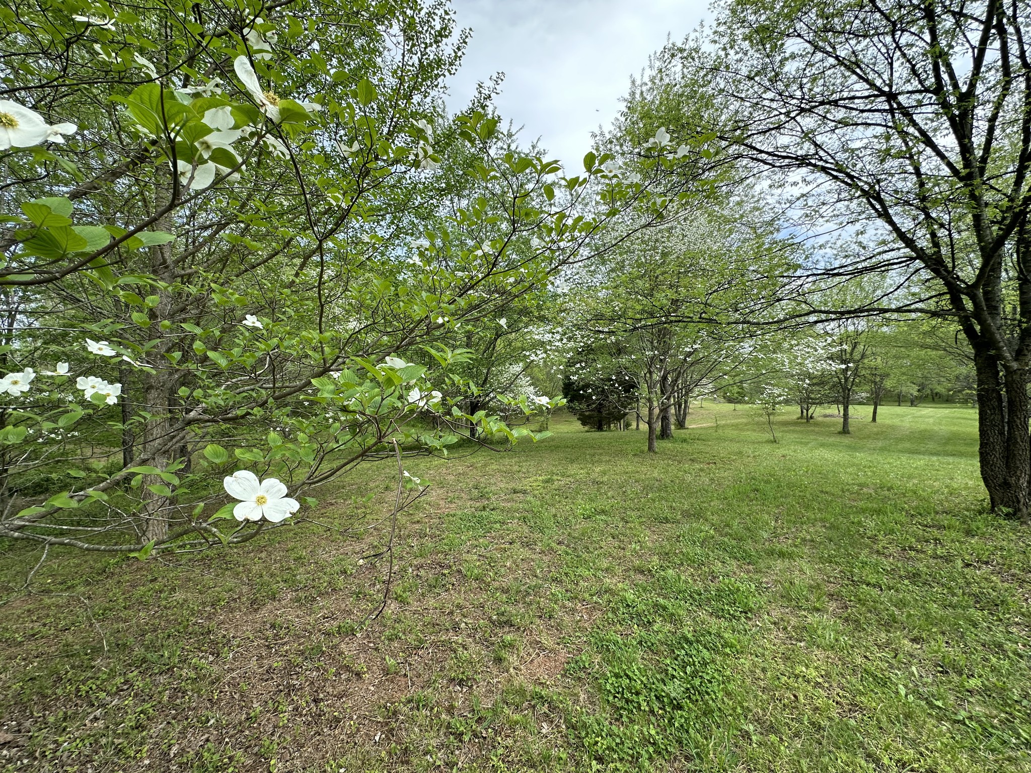 6395 Roy Pearson Road Springfield, TN 37172 - Photo 11 of 13 a view of outdoor space with deck and tree