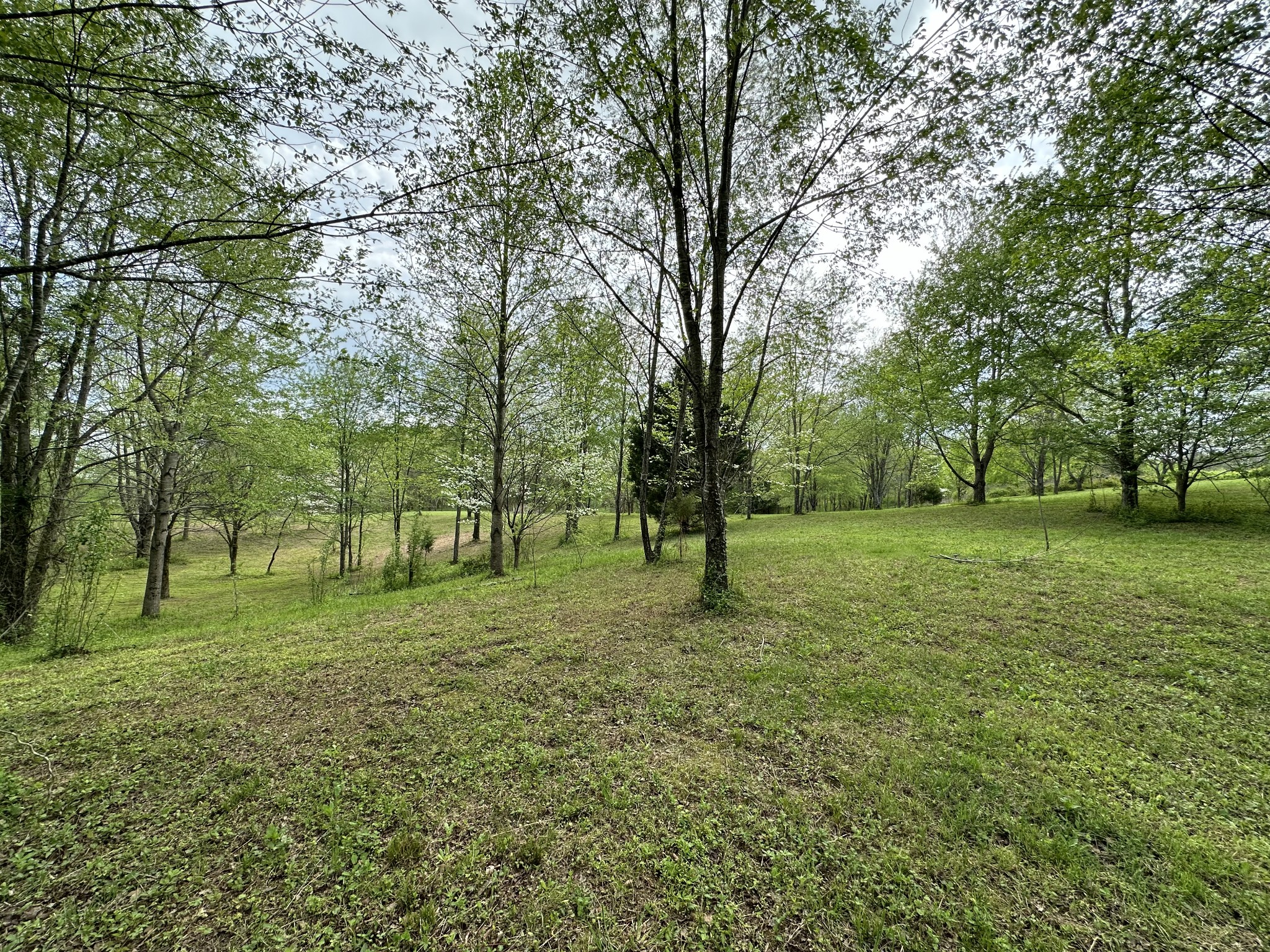 6395 Roy Pearson Road Springfield, TN 37172 - Photo 10 of 13 a view of a park with large trees