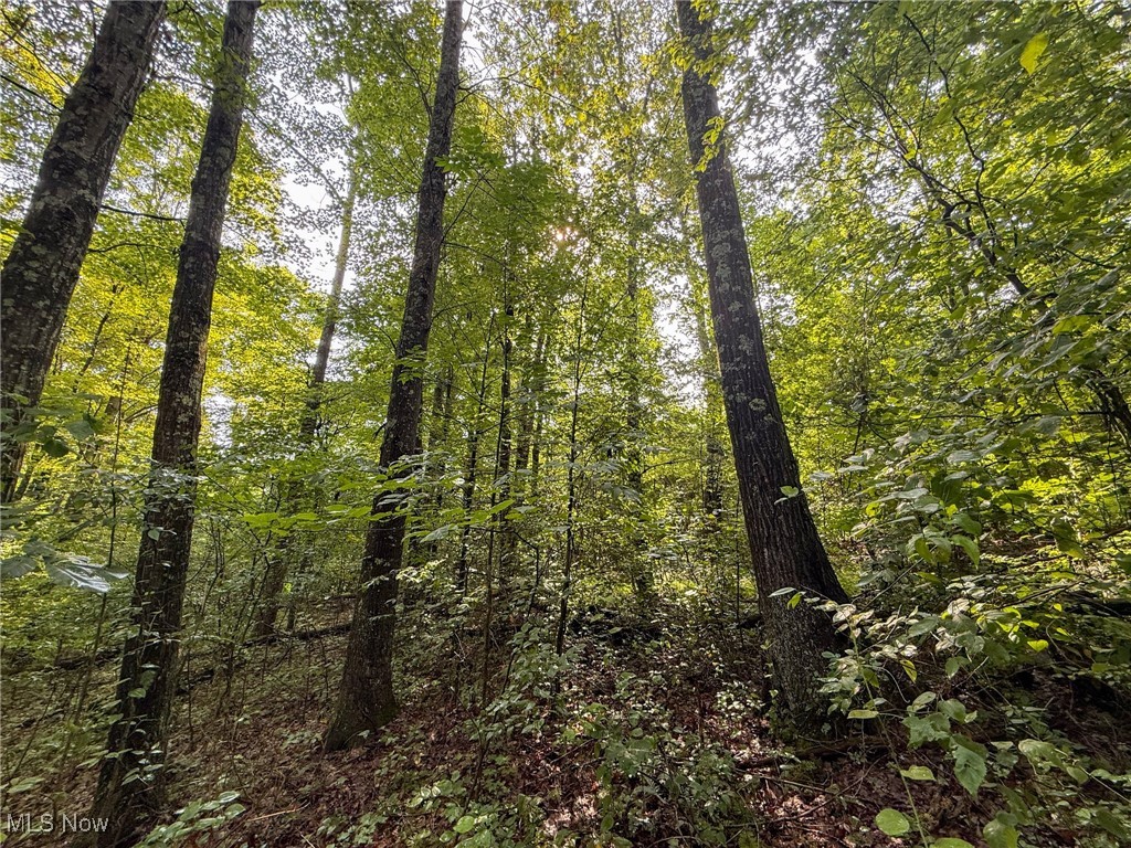 View of woods