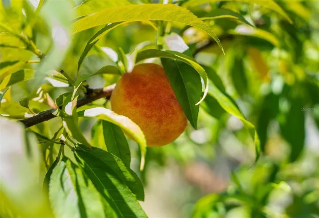 $1,600,000 | 1325 Culbreath Road, Brooksville, FL 34602