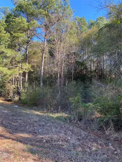 a view of a forest filled with trees