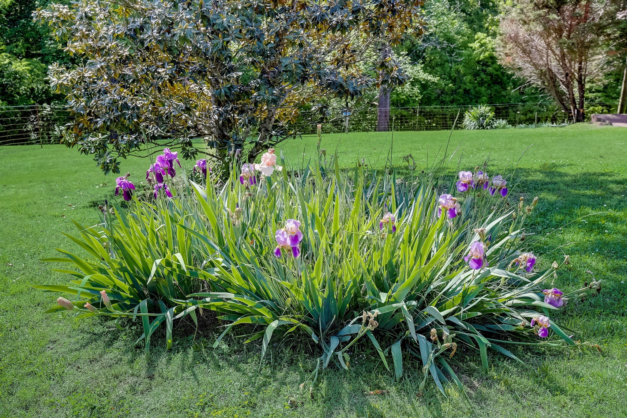 7875 Oscar Green Road Primm Springs, TN 38476 - Photo 38 of 44 a view of a garden with flowers