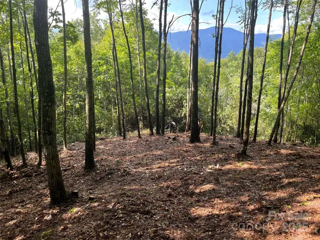 a view of outdoor space with lots of trees