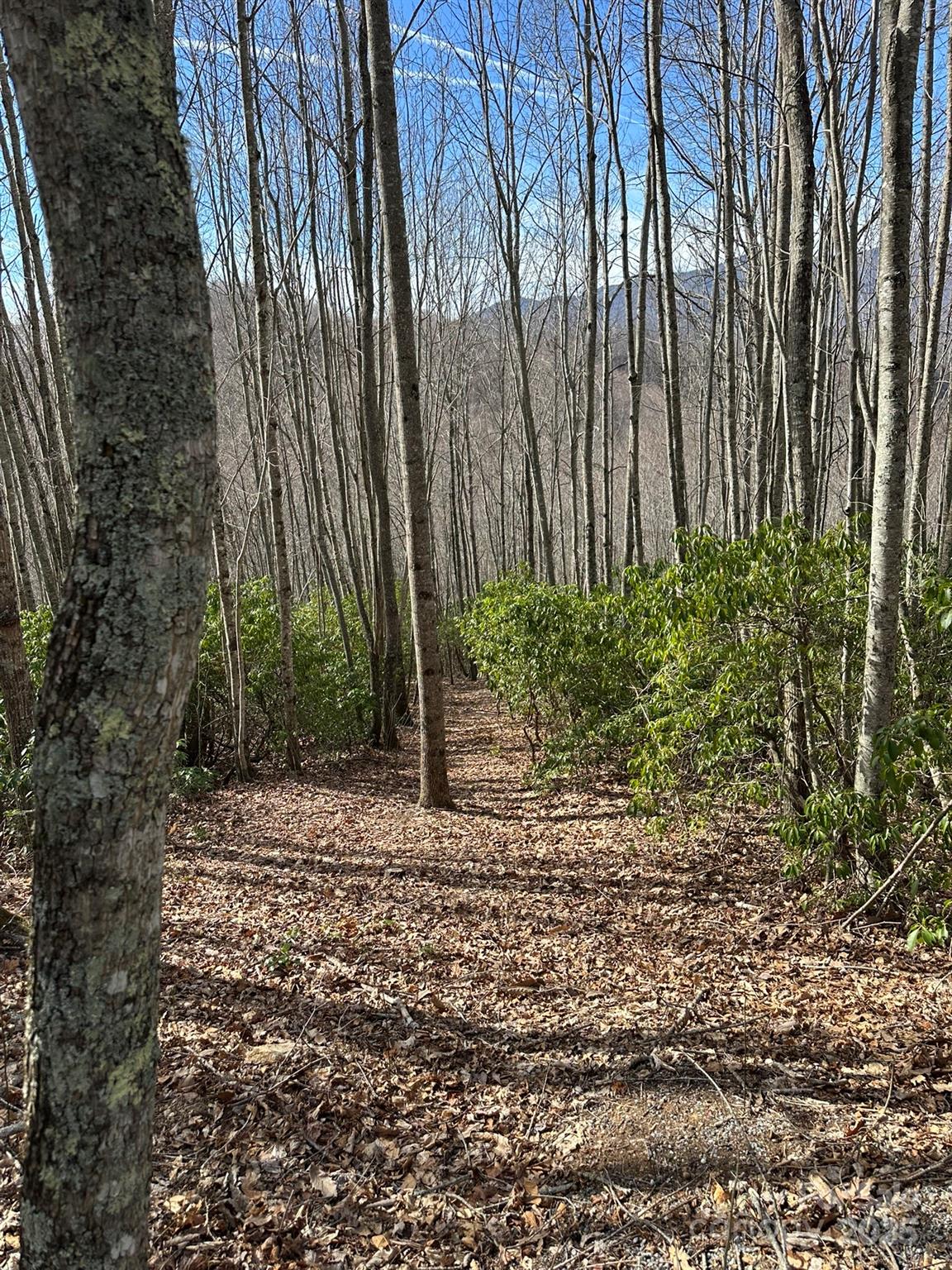 239 Down The Hl Road, Unit 239 Sylva, NC 28779 - Photo 3 of 18 a backyard of a house with lots of green space