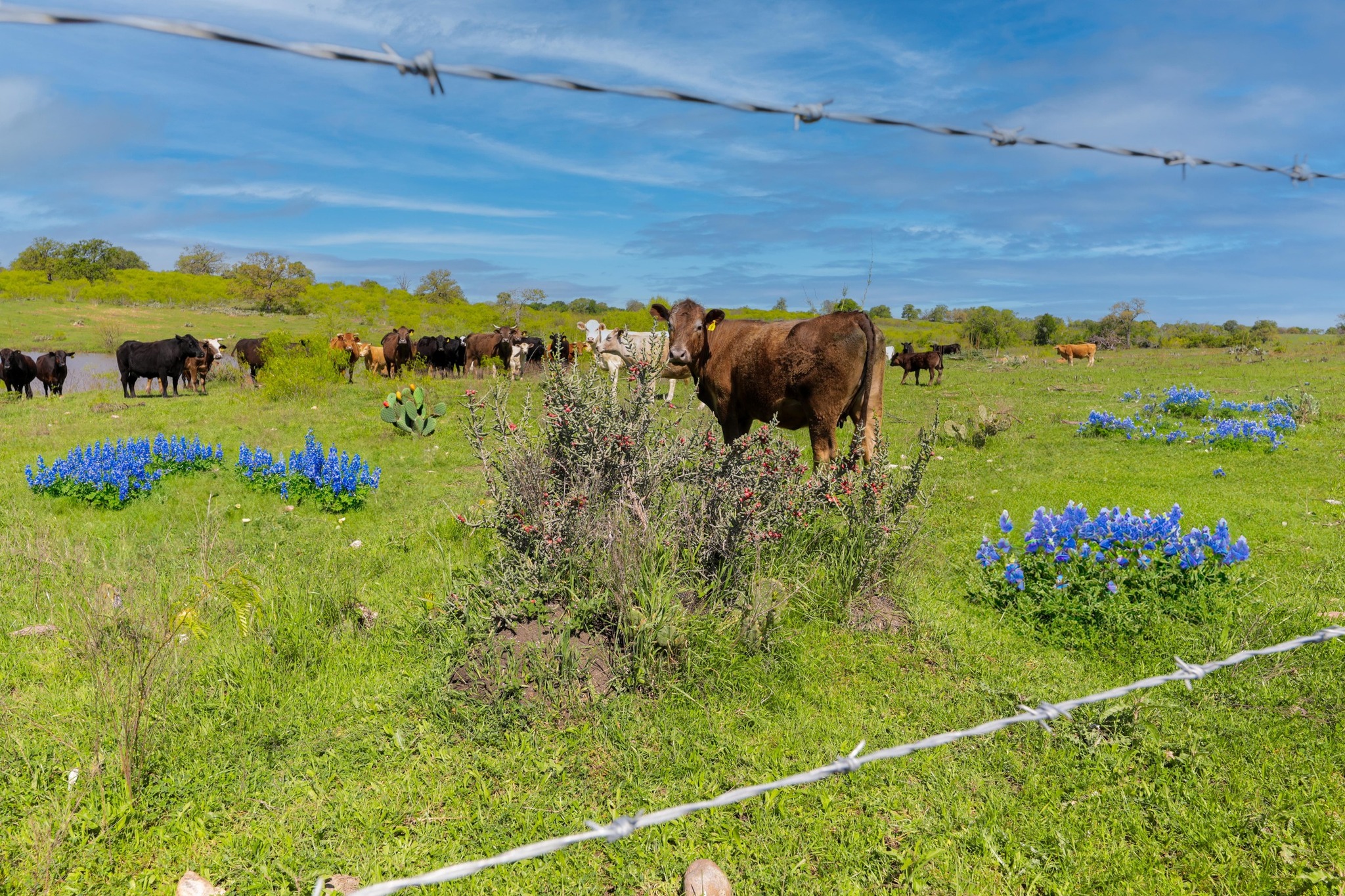 16400 Fetching Avenue Manor, TX 78653 - Photo 29 of 32