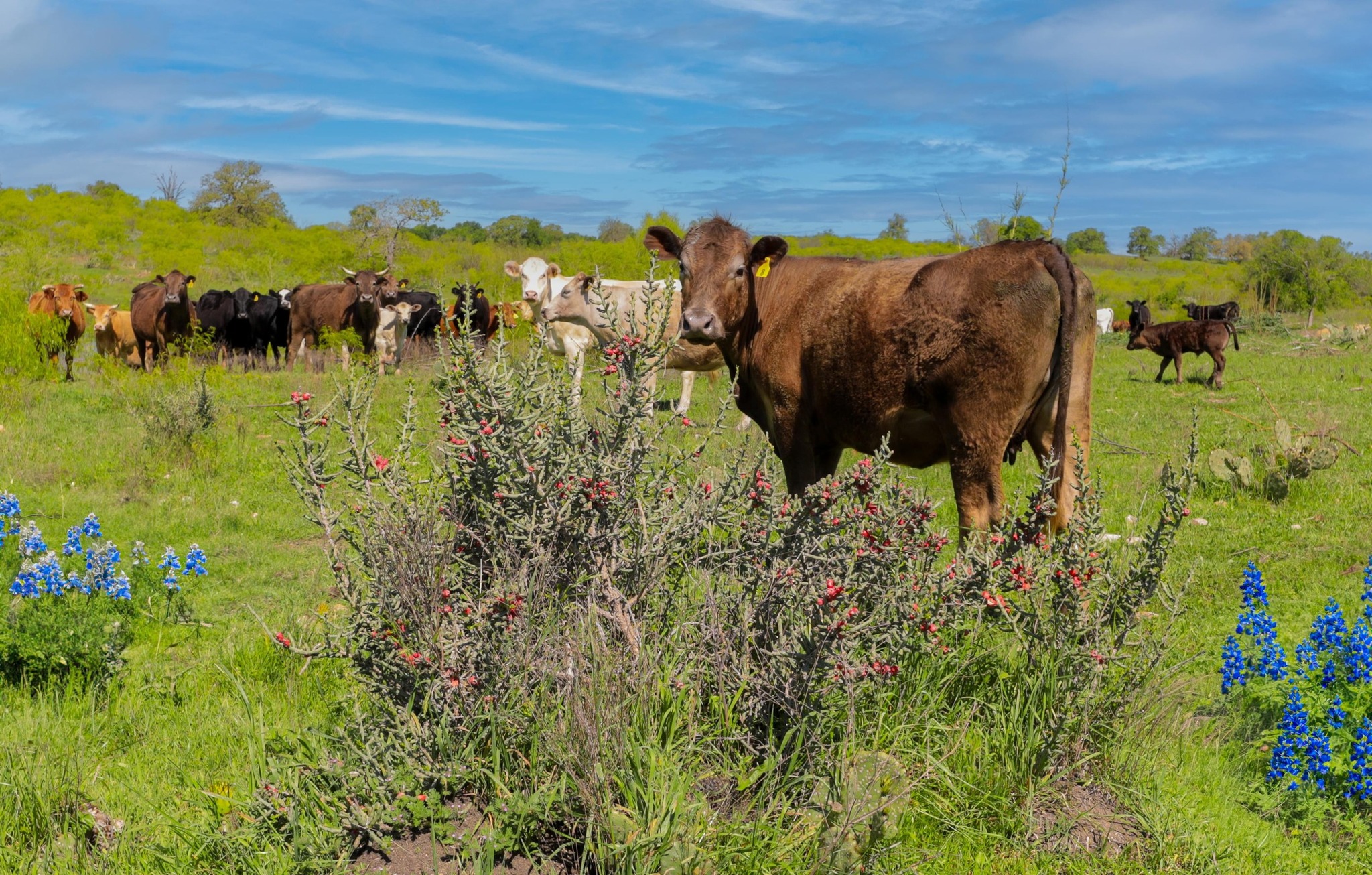 16400 Fetching Avenue Manor, TX 78653 - Photo 30 of 32 Exterior view