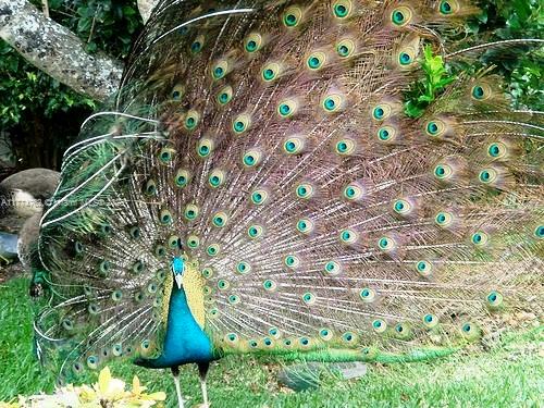 2134 Fisher Island Drive, Unit 2134 Miami Beach, FL 33109 - Photo 40 of 40