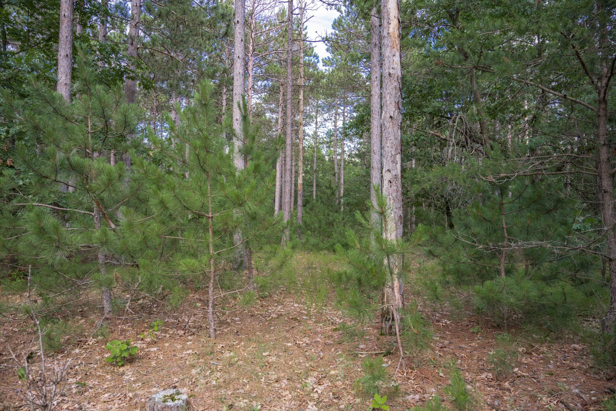 Lot 23 Dover Friendship, WI 53934 - Photo 9 of 15