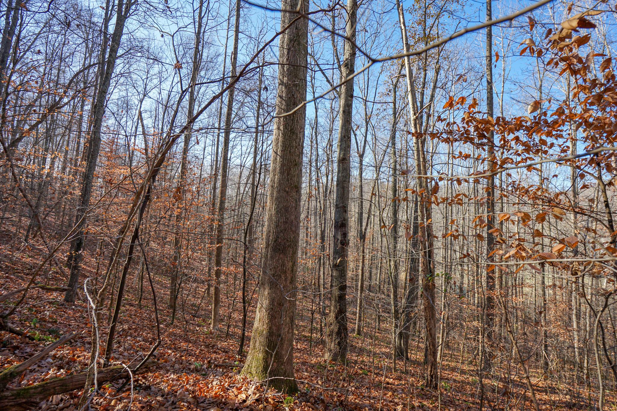 2430 Long Lick Road Stout, OH 45684 - Photo 36 of 47 DSC09760