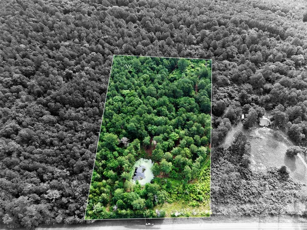a picture of trees