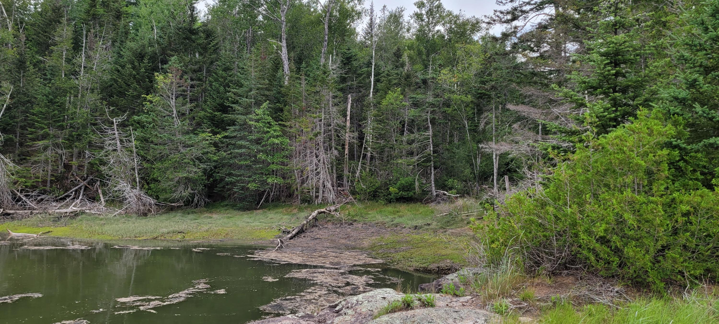 0 Shipyard Road Dennysville, ME 04628 - Photo 5 of 11 20210725_124429