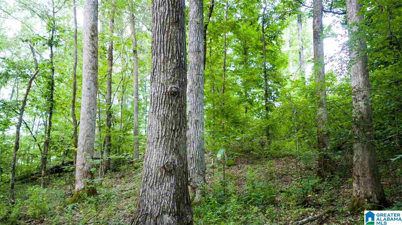 180 Gibson Road, Unit 76 / ACRES OFF GIBSON R Columbiana, AL 35051 - Photo 40 of 50