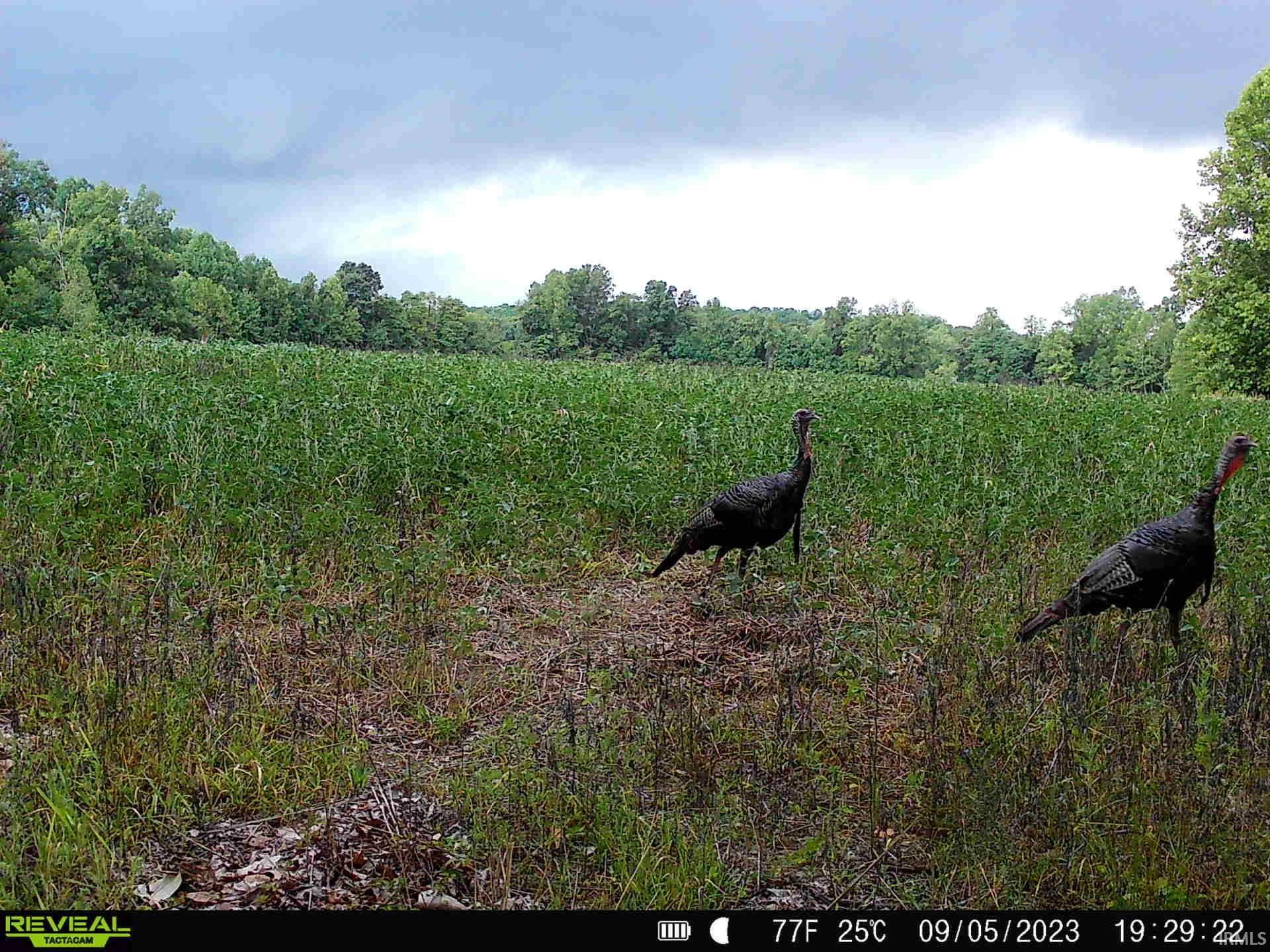 0 Goose Creek Road Freedom, IN 47431 - Photo 19 of 19