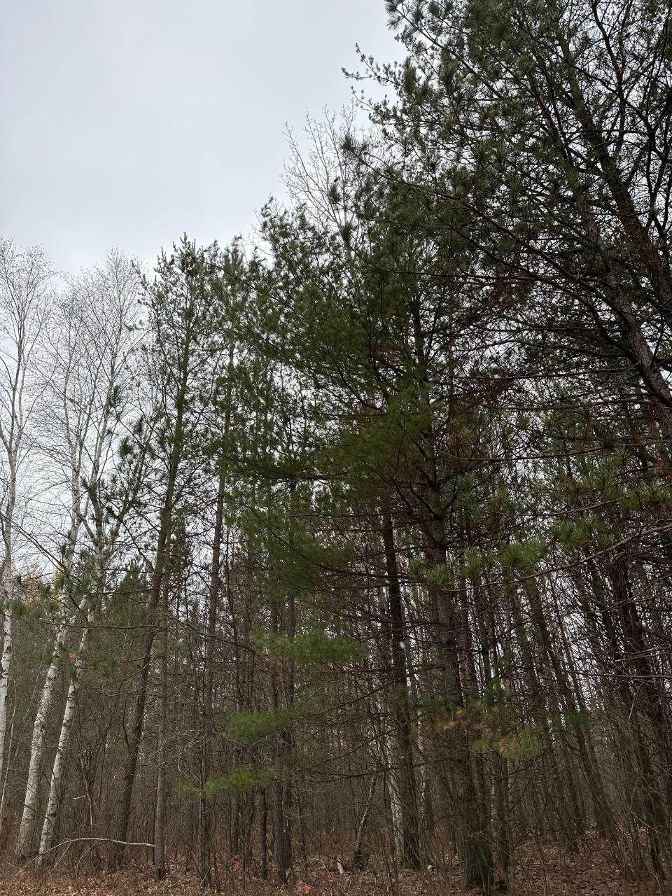 On Swamp Lake Road, Unit 406918 Tomahawk, WI 54487 - Photo 2 of 2 Gallery Image 2