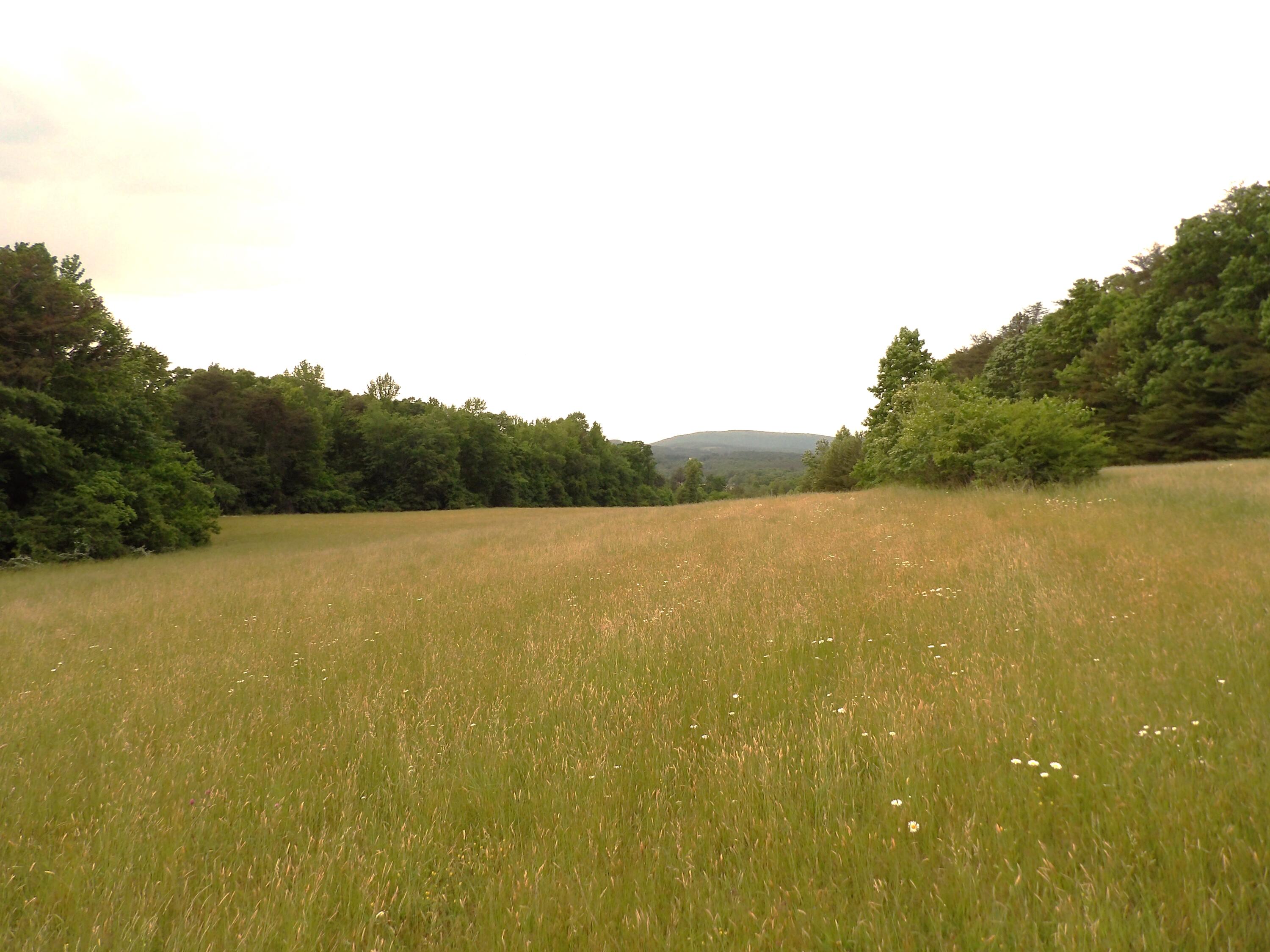 0 Jewett Road Grandview, TN 37337 - Photo 2 of 24 100_1320