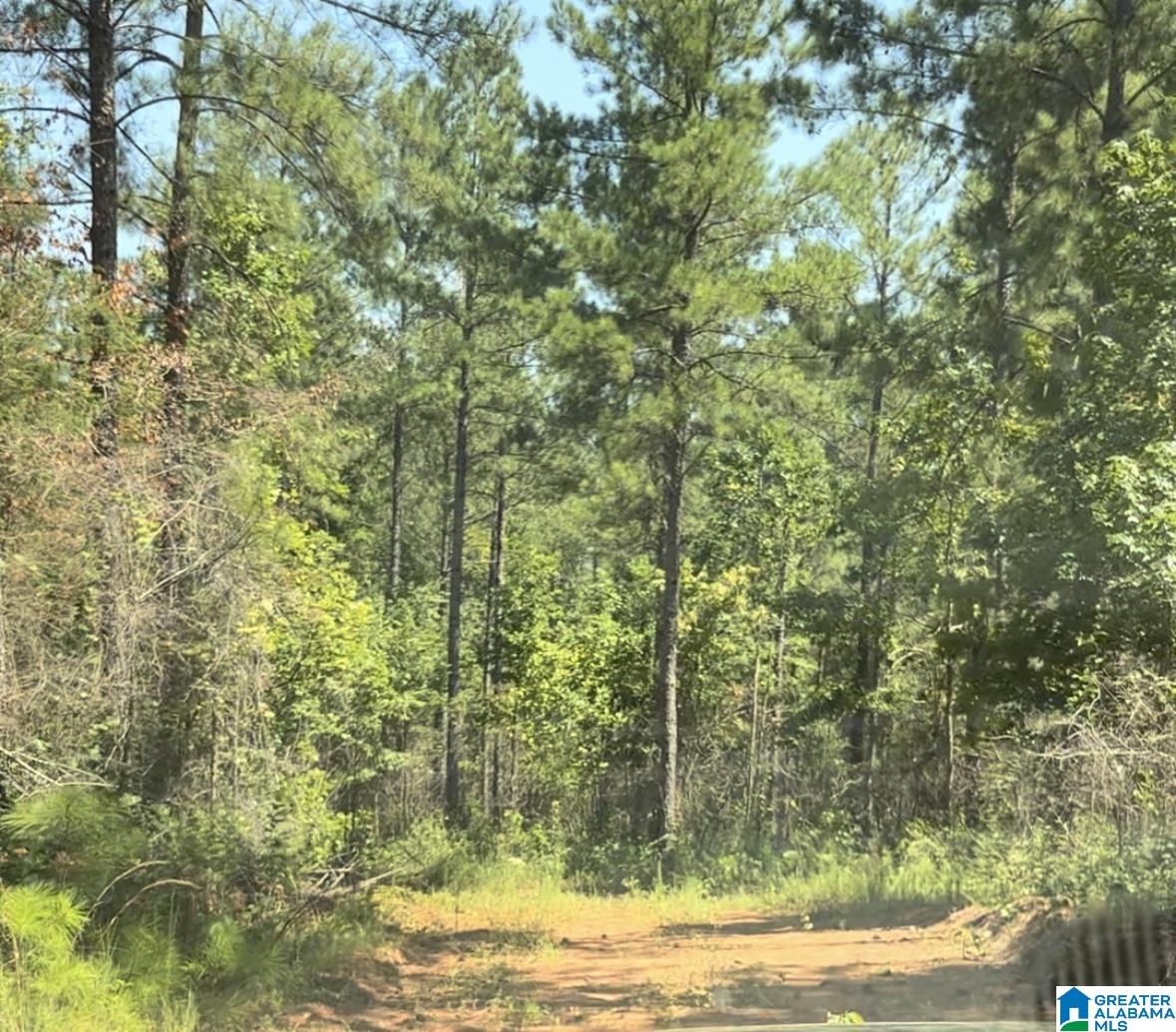 831 County Road, Unit TRACT 1 20± Wadley, AL 36276 - Photo 2 of 7