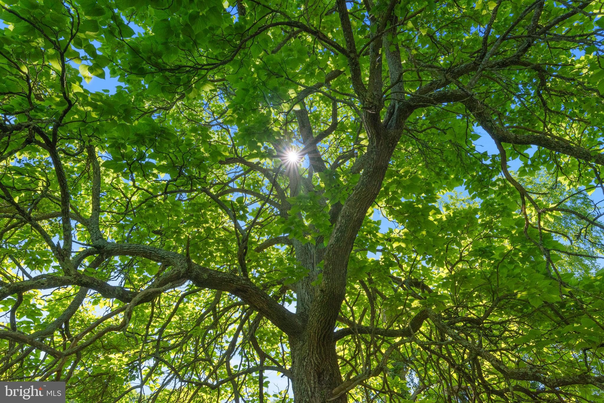 7308 Highbridge Road Bowie, MD 20720 - Photo 24 of 39