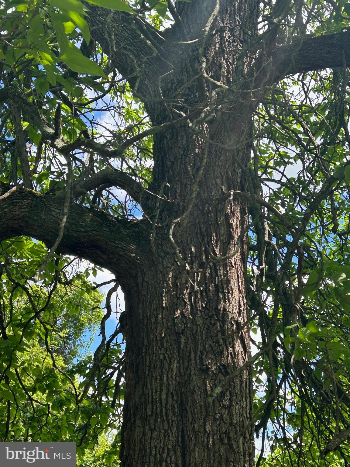 7308 Highbridge Road Bowie, MD 20720 - Photo 25 of 39 Magnificent 100 yr old trees included