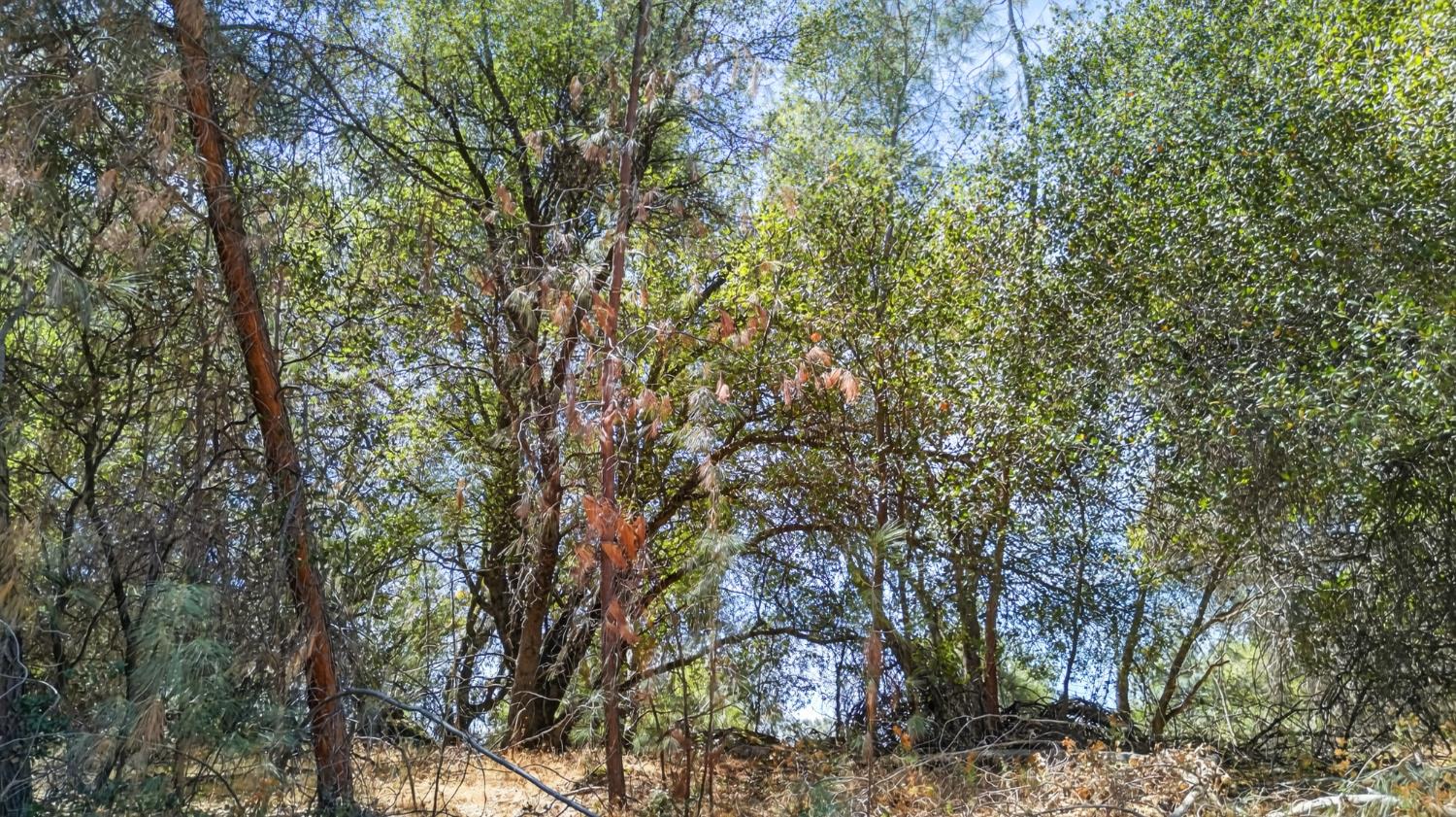 2 Berry Pond Road Placerville, CA 95667 - Photo 8 of 13 Gallery Image 8