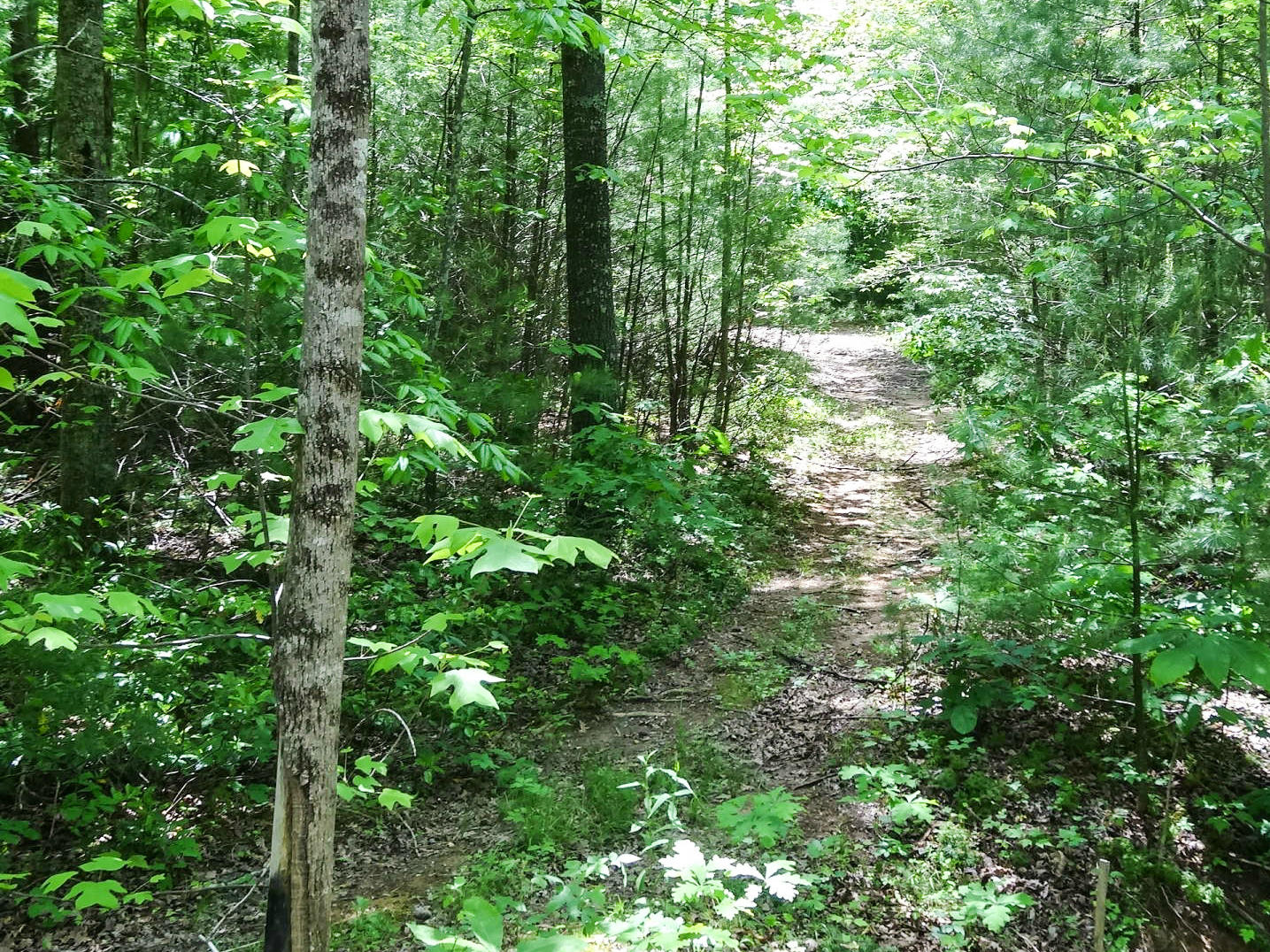749 Isolane Road Callaway, VA 24067 - Photo 37 of 38 a view of a forest
