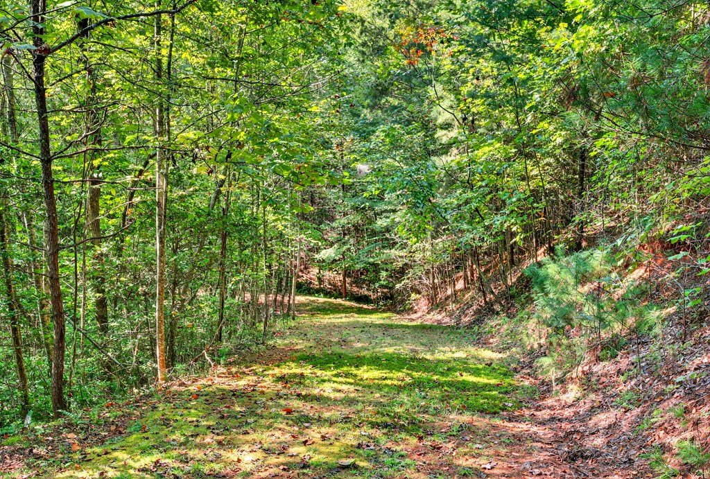 0 Hayden Lane Murphy, NC 28906 - Photo 11 of 30 a view of a garden