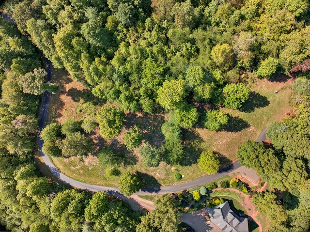 a view of a garden with a tree