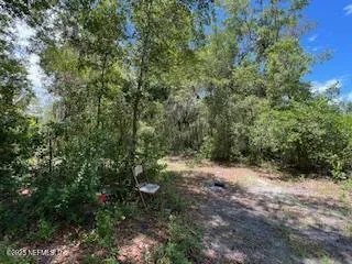 a view of a forest with trees in the background