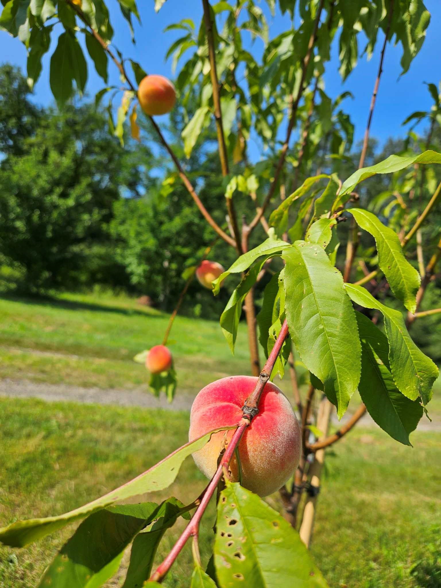2431 Roaring Brook Road Barton, VT 05822 - Photo 49 of 51