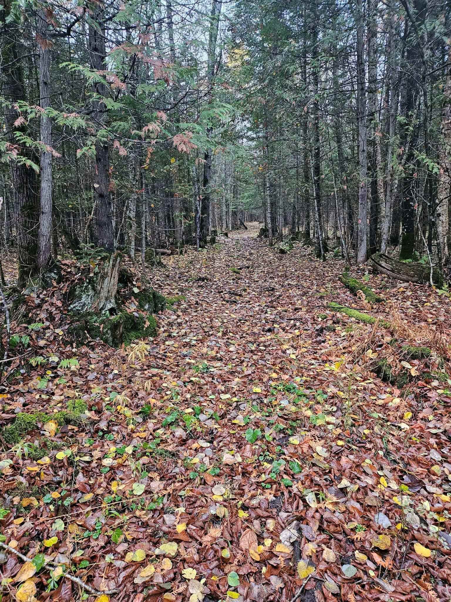 2431 Roaring Brook Road Barton, VT 05822 - Photo 50 of 51