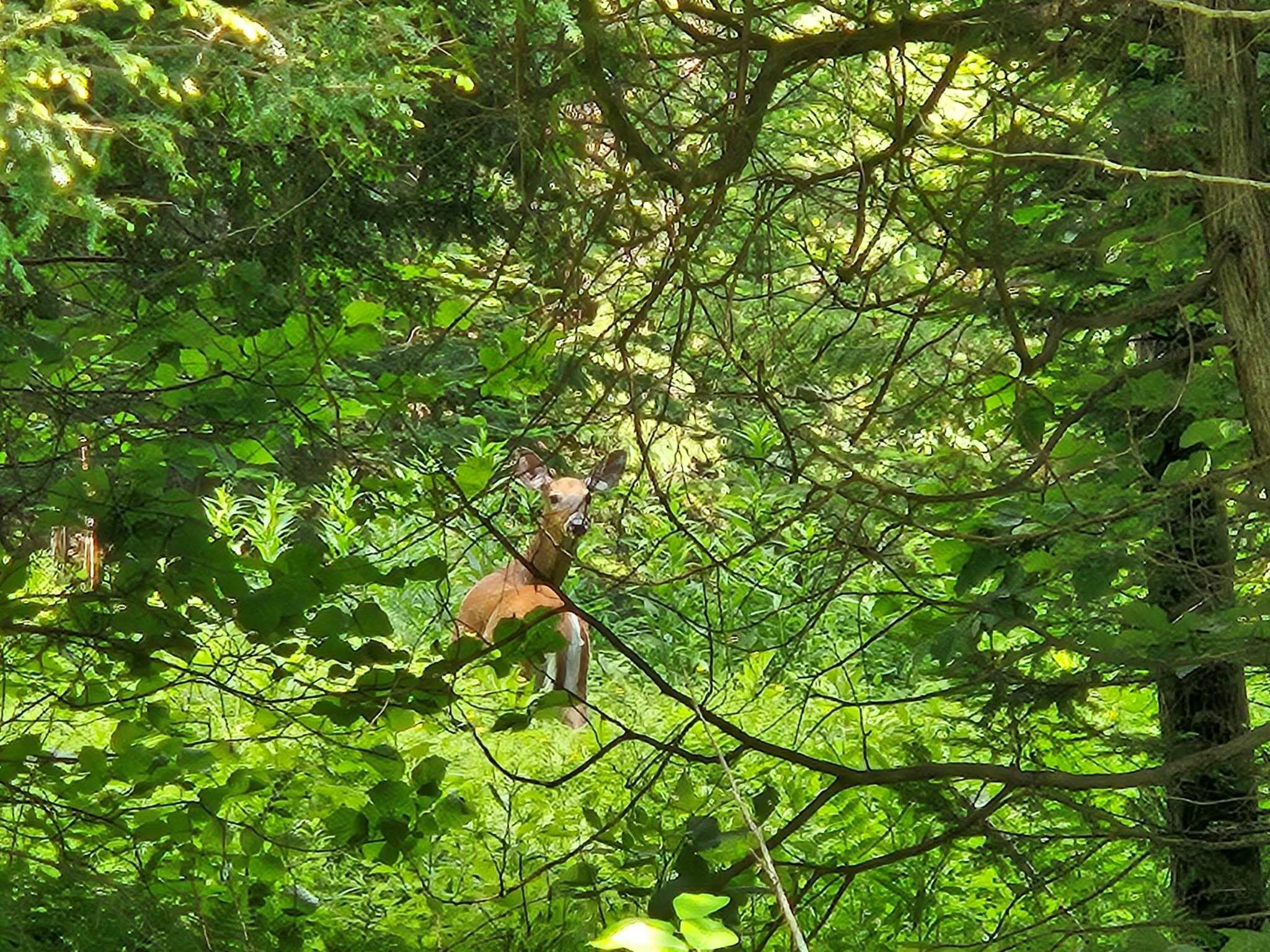 2431 Roaring Brook Road Barton, VT 05822 - Photo 51 of 51