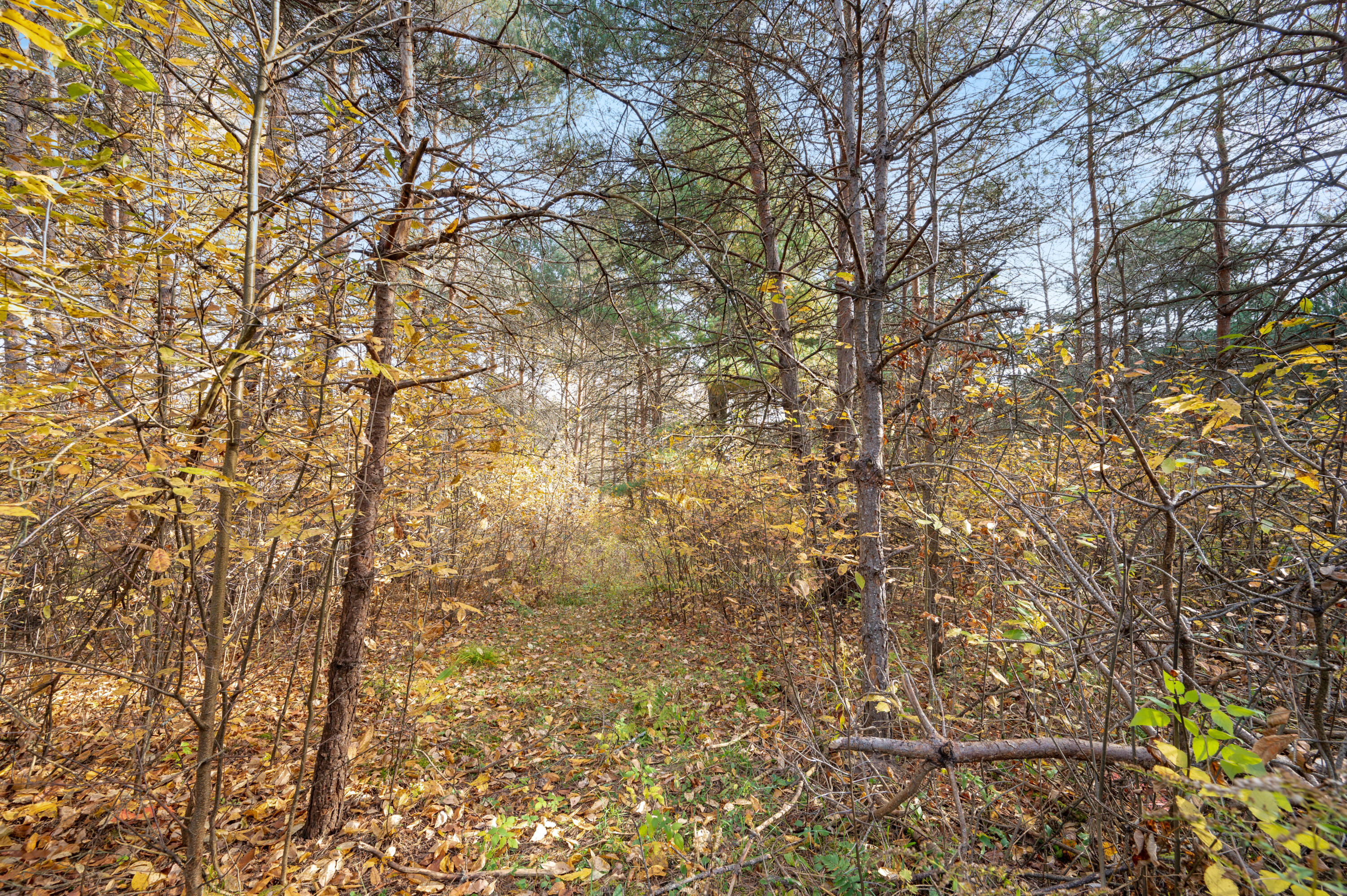 18 18 Mile Road Leroy, MI 49655 - Photo 5 of 14 VL-18MileRd-LeRoy-4