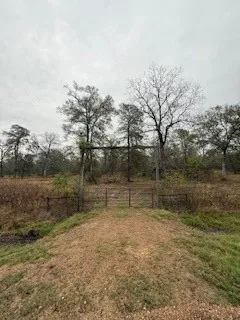 a view of a forest with trees in the background