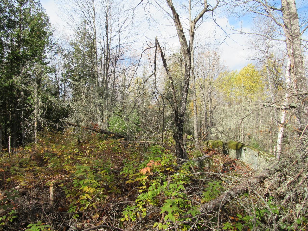 On Sheltrow Road, Unit LOT 5 Crystal Falls, MI 49920 - Photo 8 of 11 Gallery Image 8
