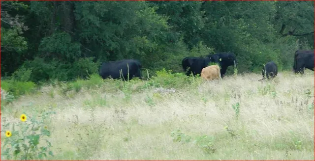 a view of an outdoor space and a yard