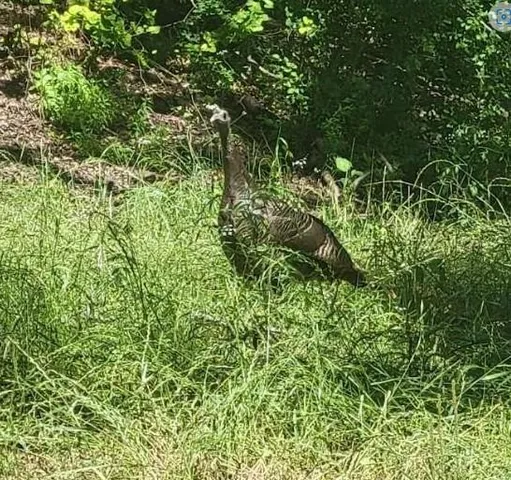 a view of a plant in a garden