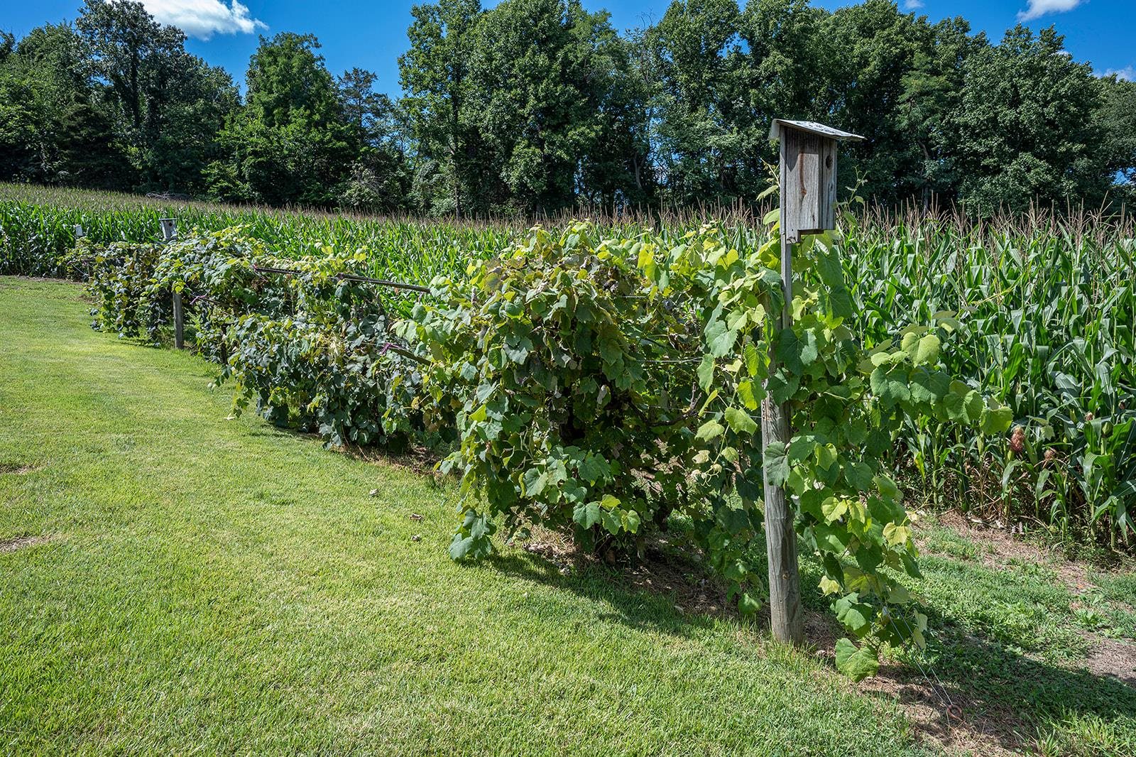 7194 Trissels Road Broadway, VA 22815 - Photo 13 of 49 Gallery Image 13
