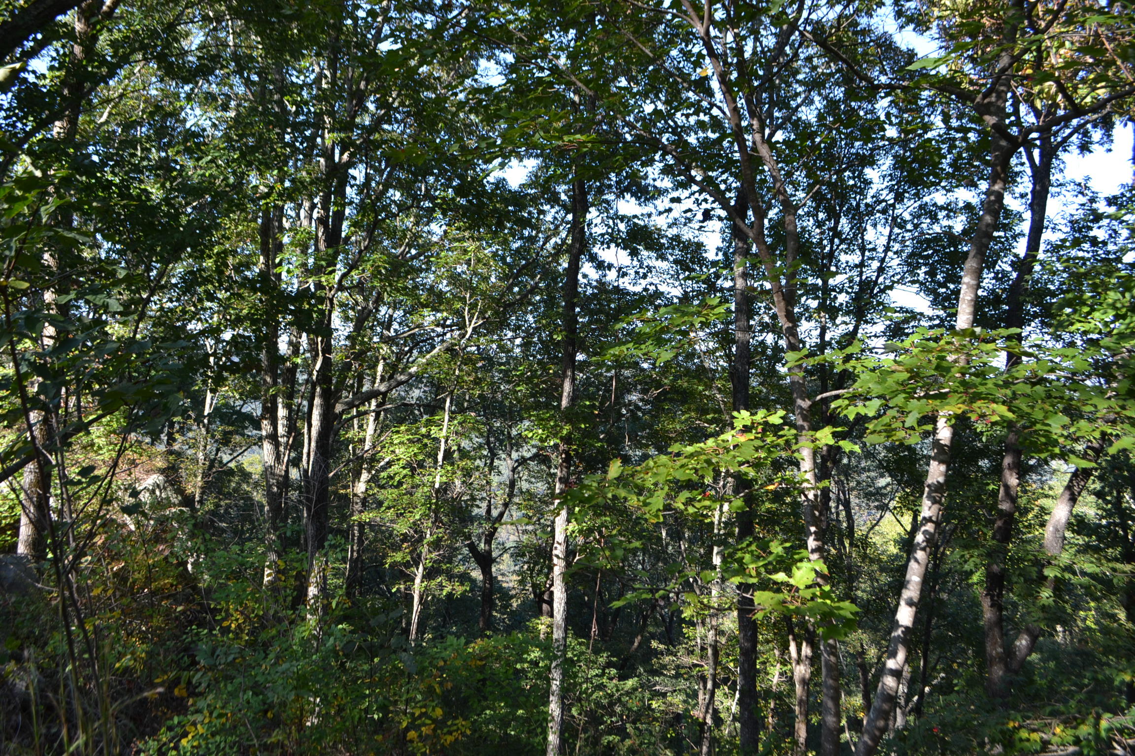 0 High Point Lane, Unit 89AS Jasper, TN 37347 - Photo 11 of 35 DSC_0786