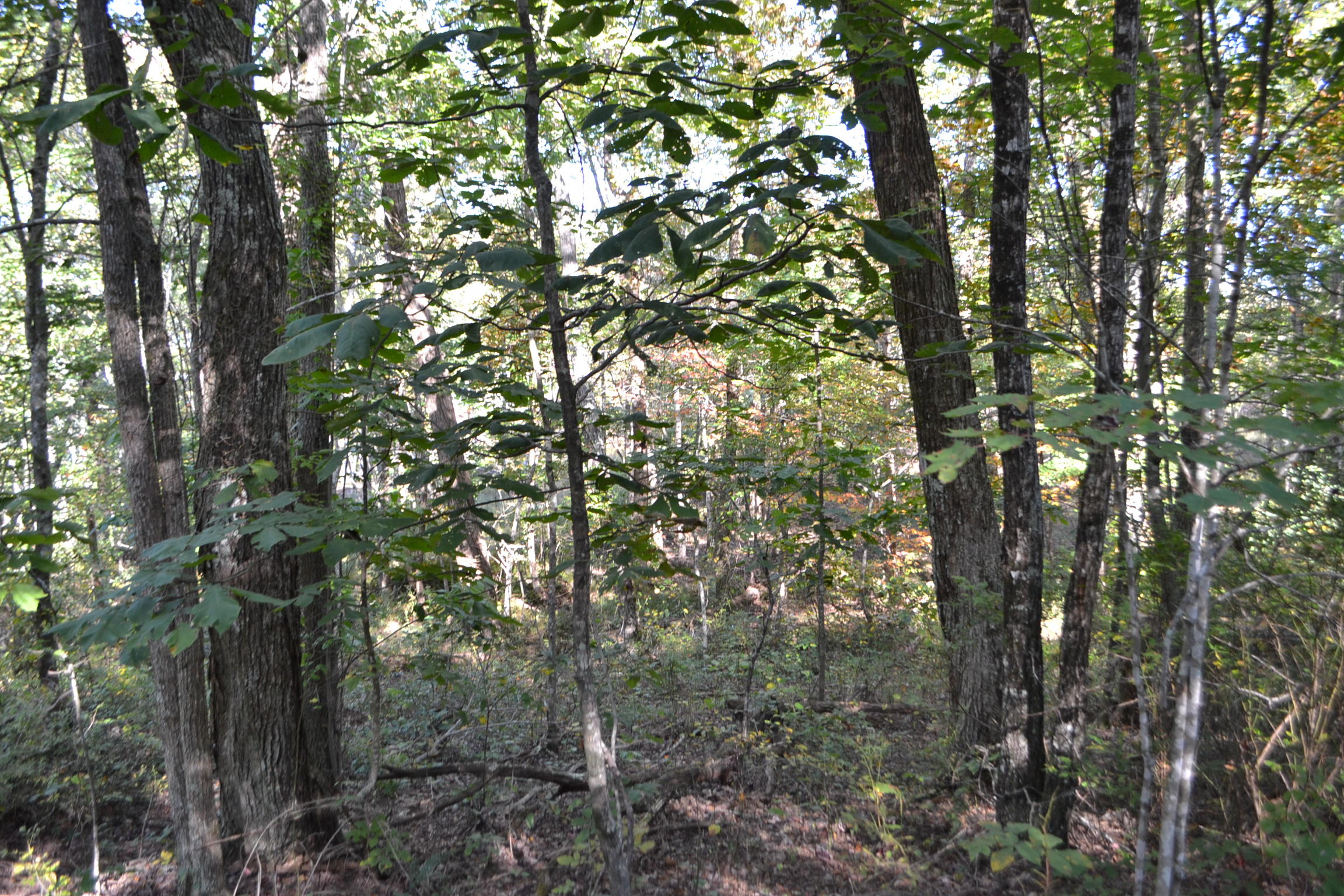 0 High Point Lane, Unit 89AS Jasper, TN 37347 - Photo 14 of 35 DSC_0789