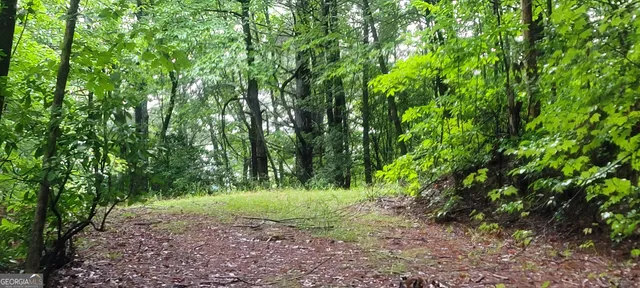 a view of a lush green forest