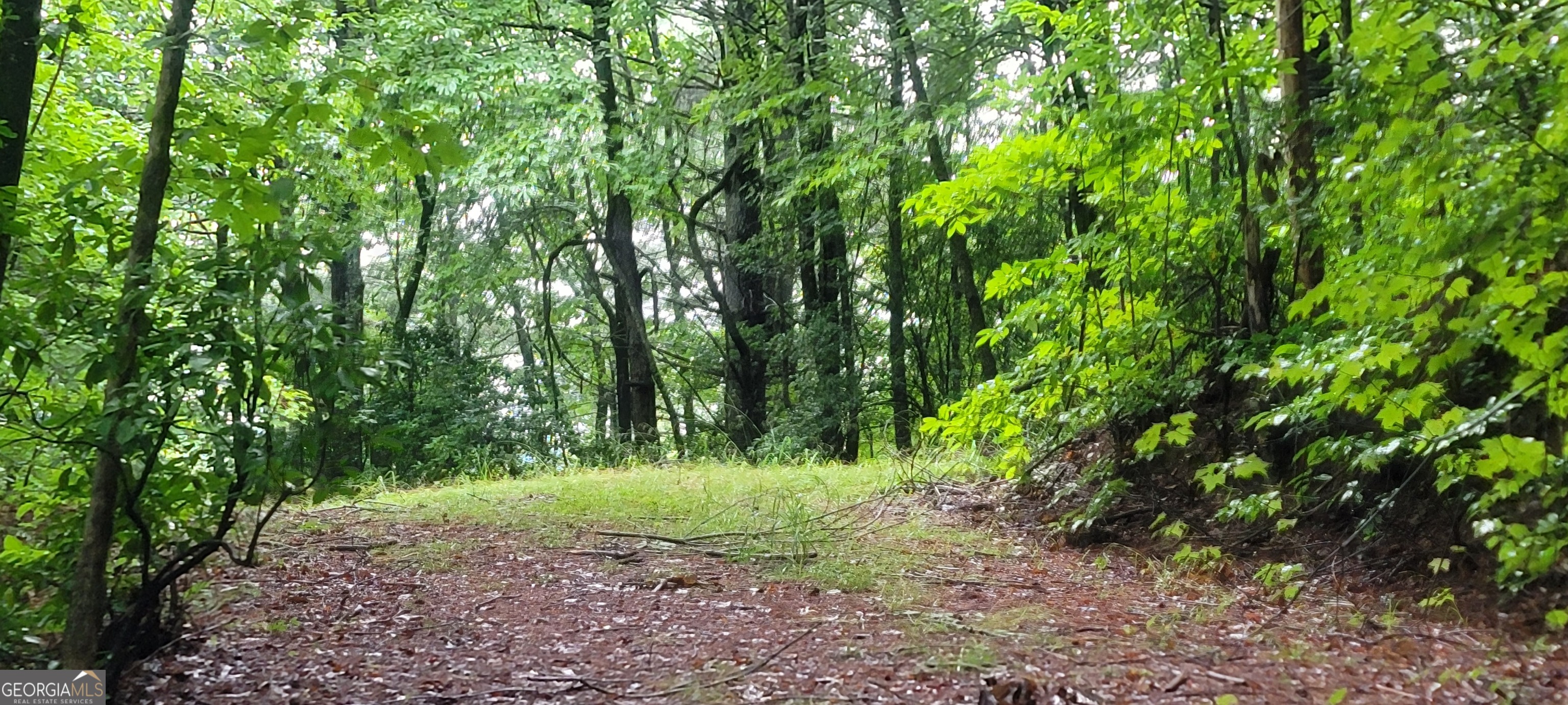 0 Bonanza Lane Tiger, GA 30576 - Photo 11 of 14 a lush green forest with lots of trees