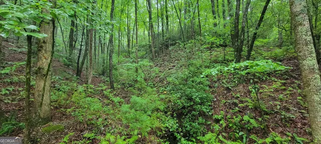 a big yard with lots of green space and trees