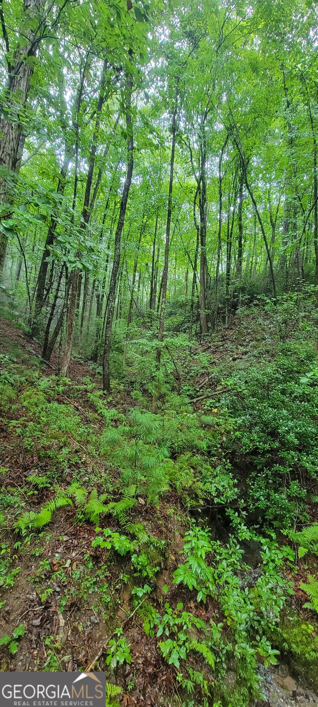 0 Bonanza Lane Tiger, GA 30576 - Photo 14 of 14 a big yard with lots of green space and trees