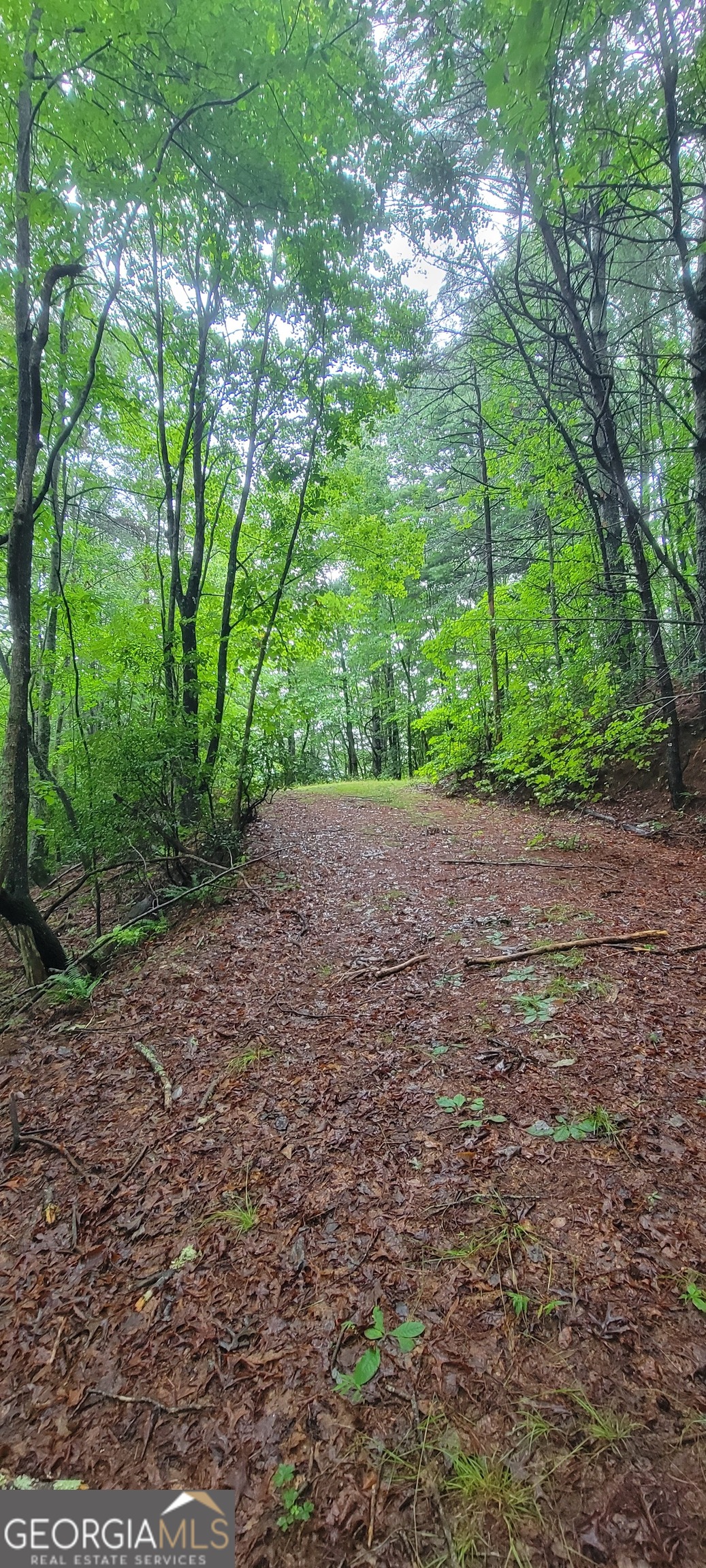 0 Bonanza Lane Tiger, GA 30576 - Photo 2 of 14 a view of a garden with trees