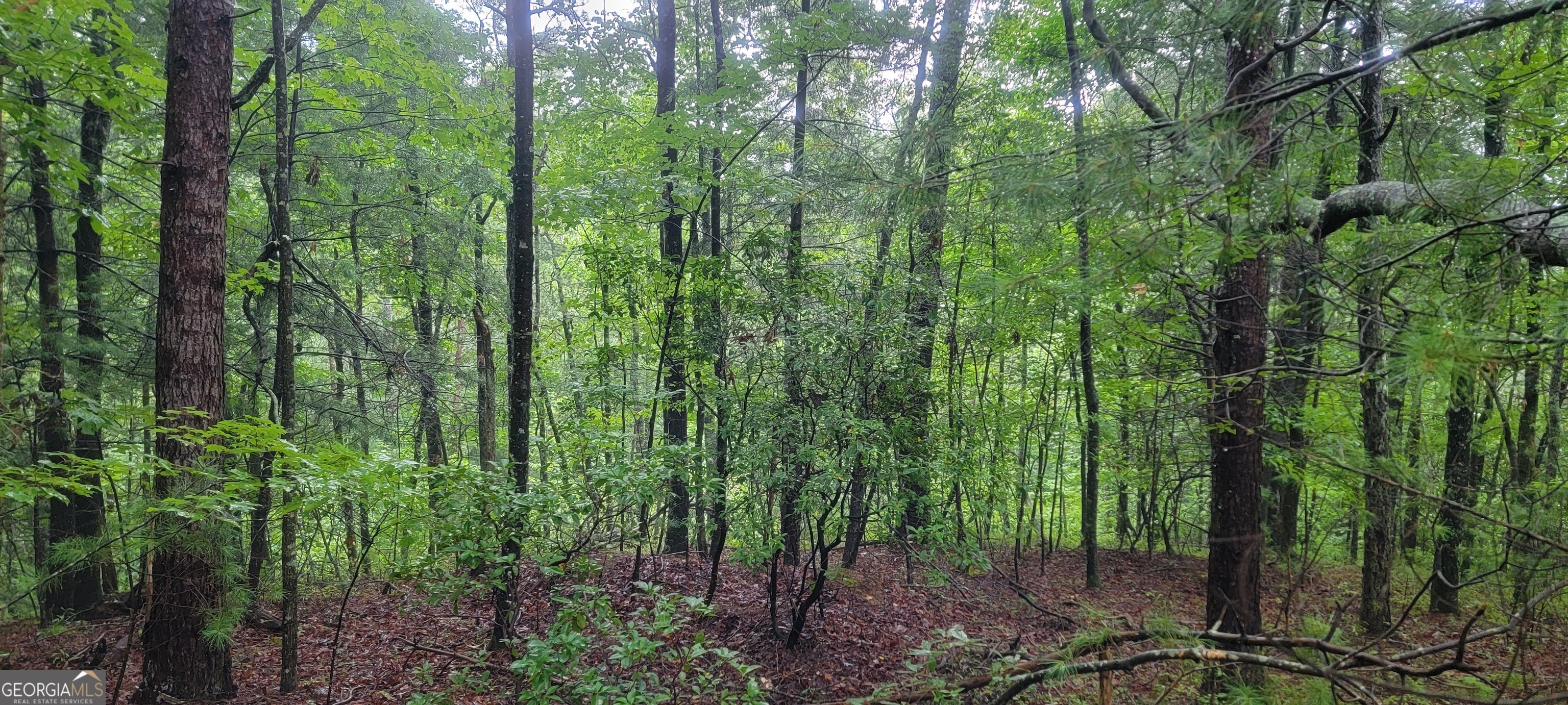 0 Bonanza Lane Tiger, GA 30576 - Photo 3 of 14 a view of a forest with trees