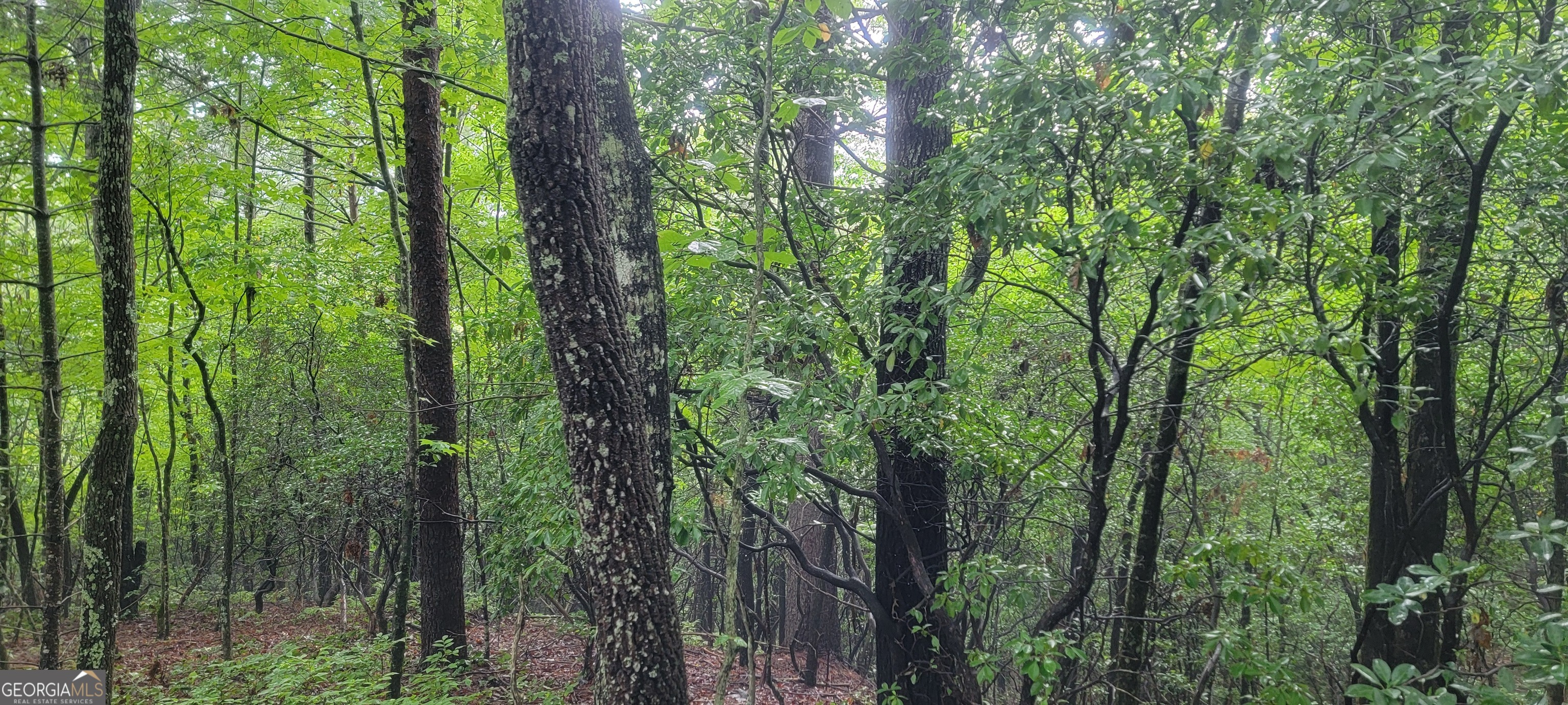 0 Bonanza Lane Tiger, GA 30576 - Photo 6 of 14