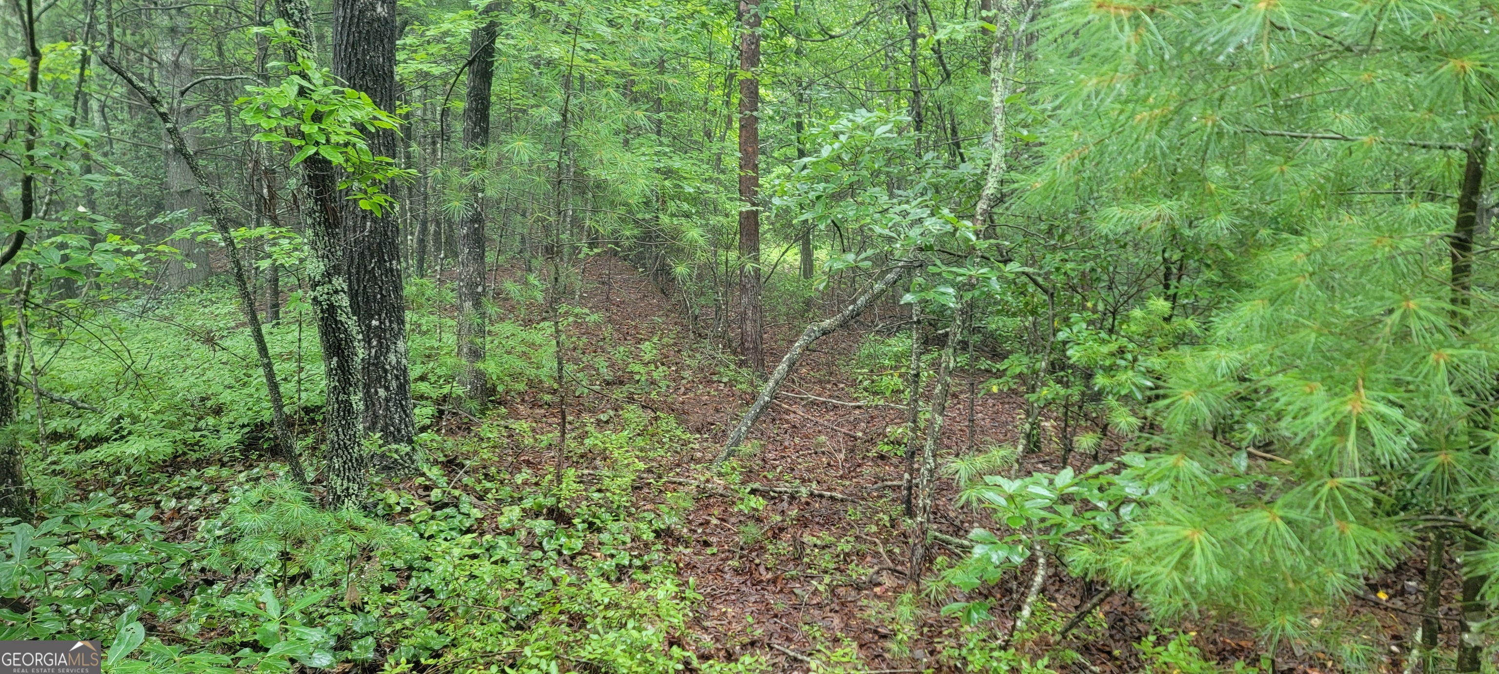 0 Bonanza Lane Tiger, GA 30576 - Photo 7 of 14 a view of a lush green forest