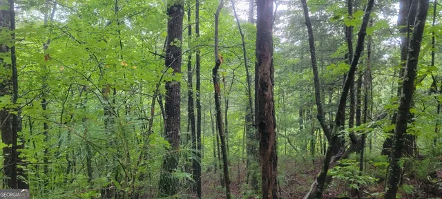 a view of a field with trees in the background